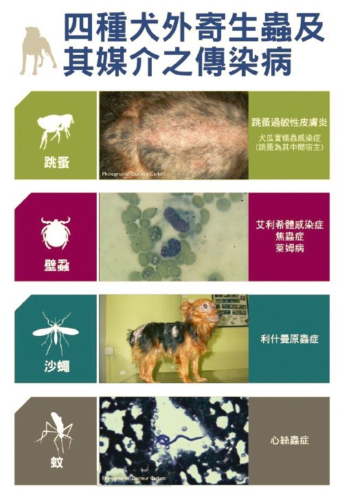依照習慣及生活方式 為狗狗選擇合適的除蟲產品 專業獸醫師 陳俊達醫師 說寵物